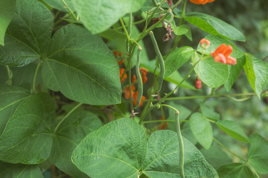 Pé de feijão com flores e vagens