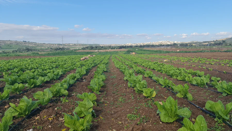Fileiras de hortaliças no campo